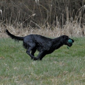 dummy-training