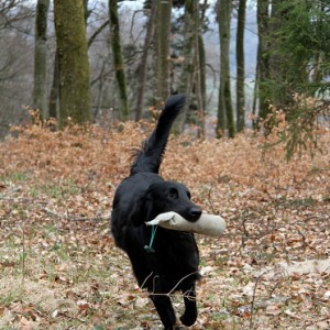dummy-training2