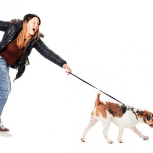 Parson Jack Russell Terrier dragging his mistress