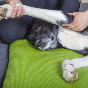 Hund Physiotherapie